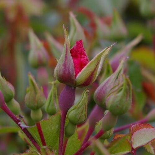 Rosa Sommerabend® - roșu - Trandafir copac cu trunchi înalt - cu flori simpli - coroană curgătoare